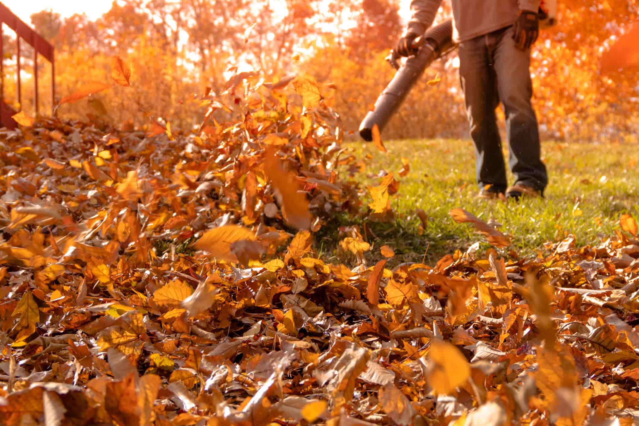 Leaf Removal / Fall Cleanup Page Background