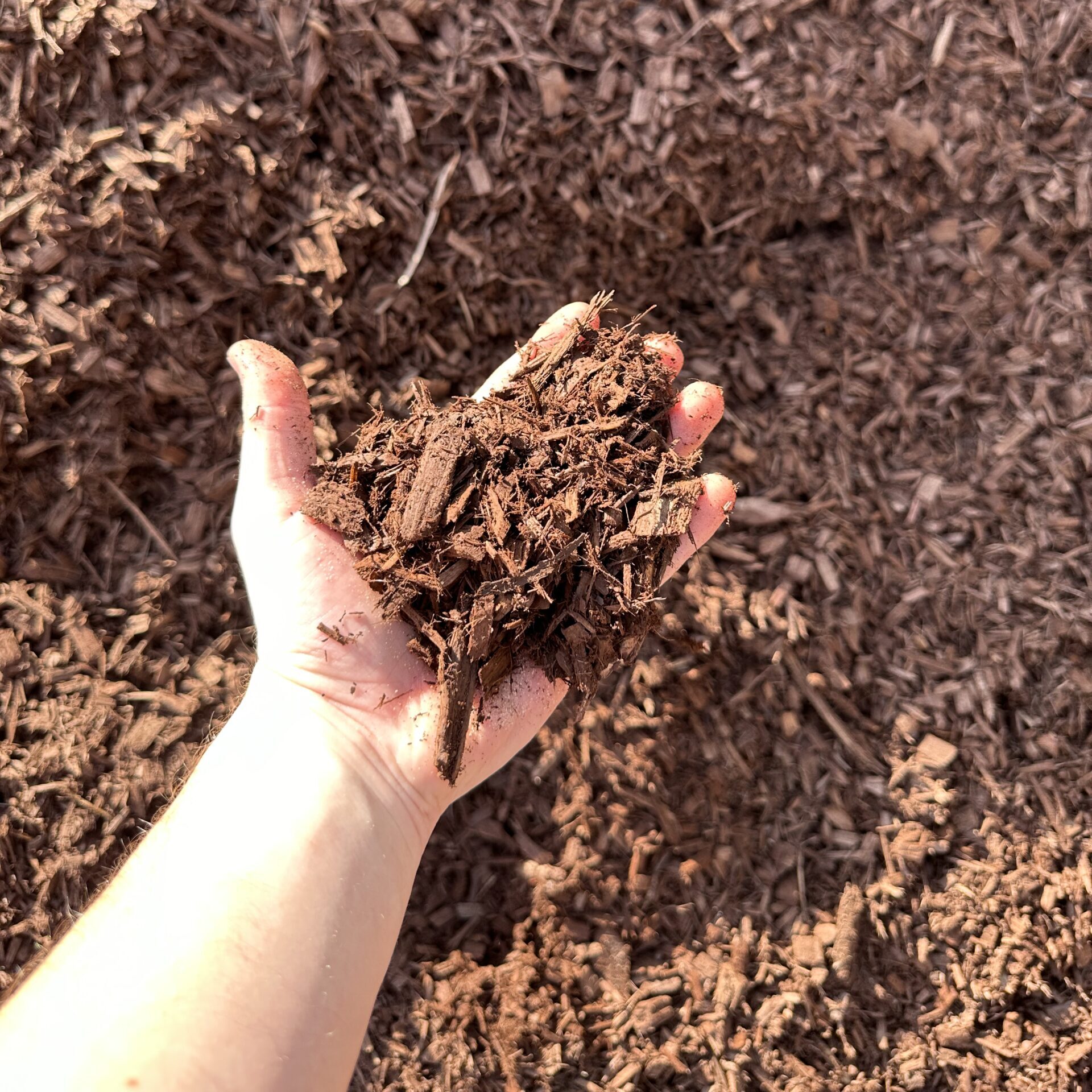 Mark holding brown designer mulch to display color and size